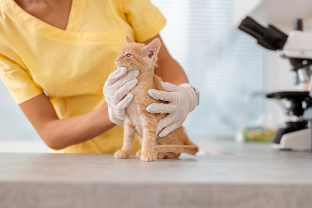 Les vaccinations régulières du chat