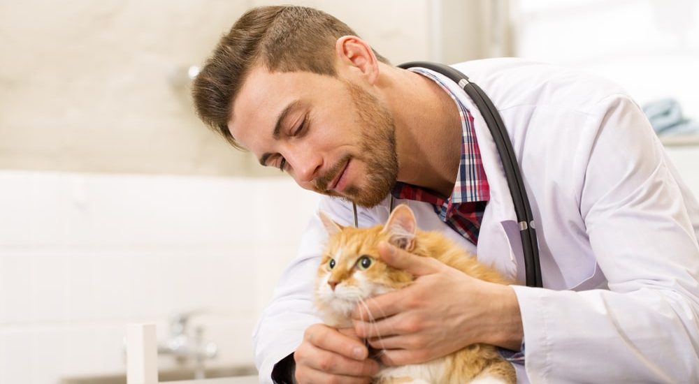 soins vétérinaires du chat