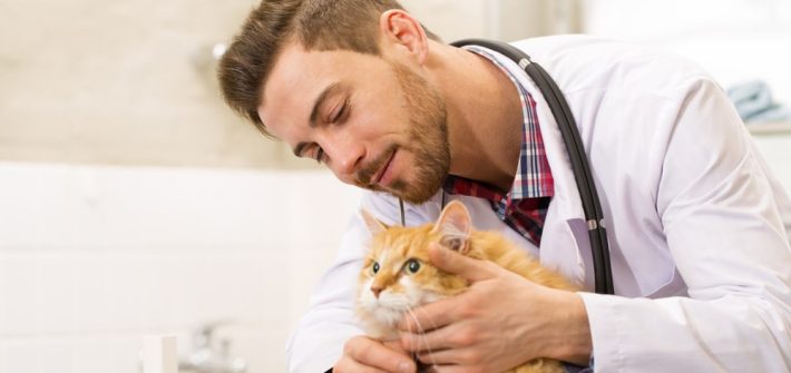 soins vétérinaires du chat
